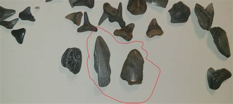 Are these Megalodon fossil Teeth ? - Questions & Answers - The Fossil Forum