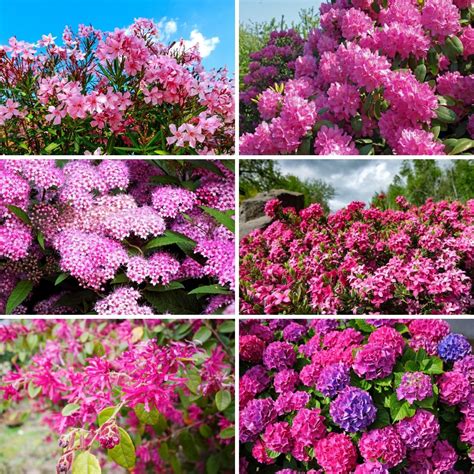 Spring Shrubs With Pink Flowers