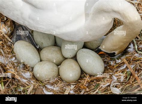 Large swan eggs hi-res stock photography and images - Alamy