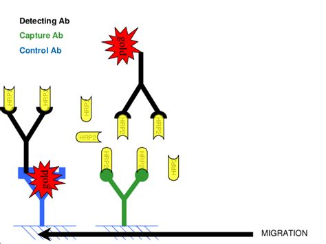 Prozone effect: antigen excess (in this case HRP-2) blocks all ...