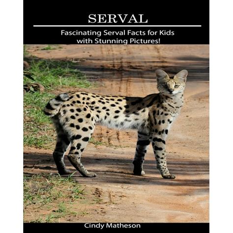 Serval : Fascinating Serval Facts for Kids with Stunning Pictures ...