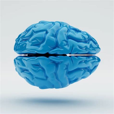 Brain Stock Photo by ©eabff 54608169