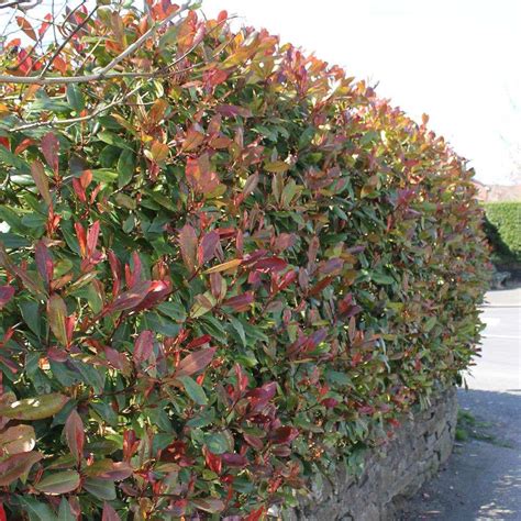 Photinia Red Robin | Hedges | Hedges Direct