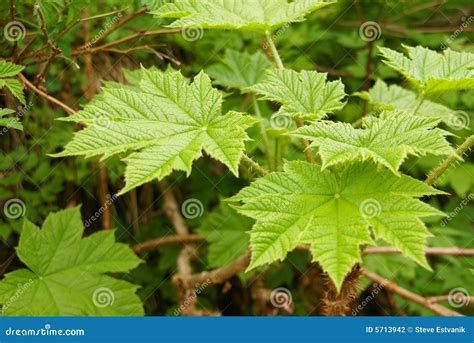 Devil s Club stock photo. Image of spikes, alaska, medicinal - 5713942