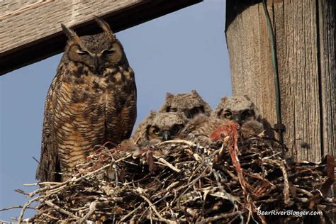 Where Do Great Horned Owls Nest? – Bear River Blogger