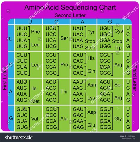 Amino Acid Sequence Chart Stock Vector (Royalty Free) 1377724586 ...