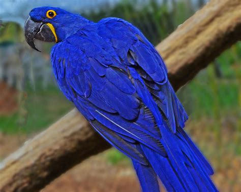 Blue Parrot Photograph by Jack Moskovita - Pixels