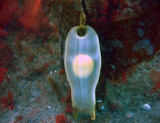 stealingyourcarbons: baby sharks are the world's cutest things