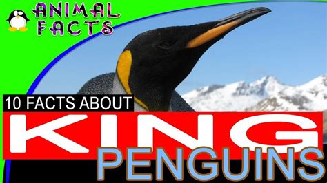 King Penguin Facts for Kids Penguins 101 #penguin #Antarctica | Penguin ...