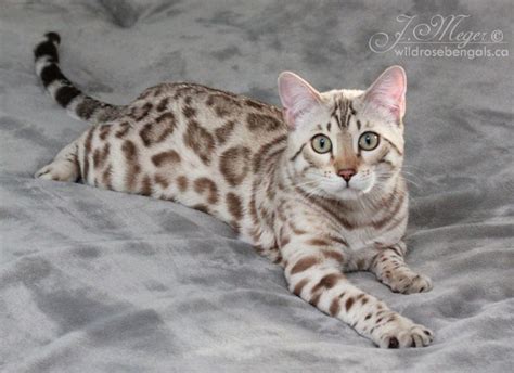 Pin on Cat | Bengal cat kitten, Bengal cat, White bengal cat