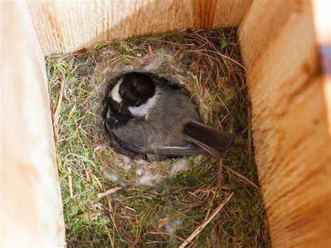 Black-capped Chickadee Nesting (Complete Guide) | Birdfact