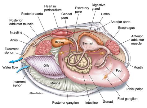 Clam External Anatomy