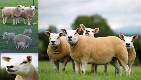 11 Best Sheep Breeds for Meat Production