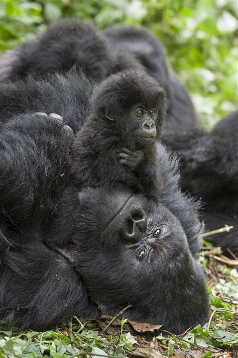 Mountain Gorilla Baby Playing Photograph by Suzi Eszterhas | Fine Art ...