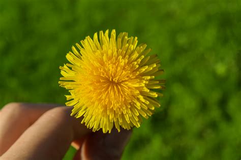 Yellow Dandelion Flower · Free Stock Photo