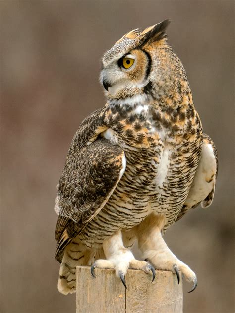 Free photo: Great Horned Owl - Animal, Bird, Horned - Free Download ...