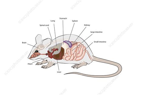 Mouse anatomy, illustration - Stock Image - C047/1854 - Science Photo ...