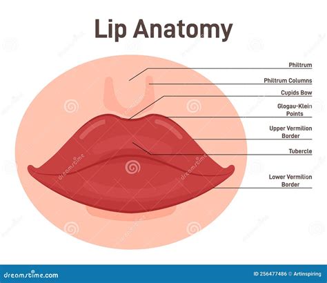 Anatomy of Lips. Human Mouth External Parts with Description Stock ...