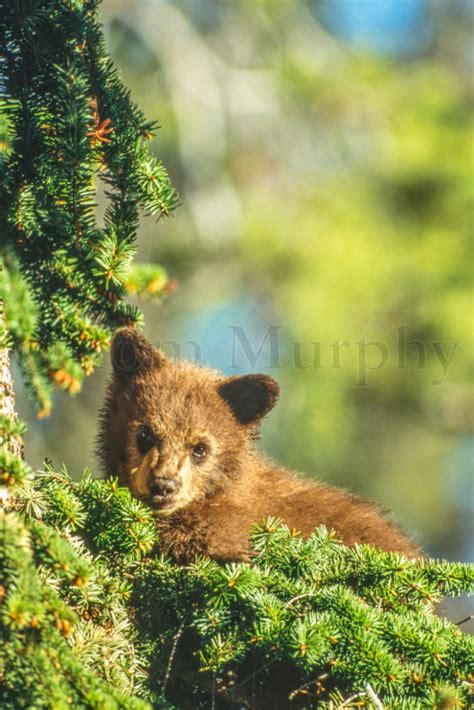 Cinnamon Black Bear Cub – Tom Murphy Photography