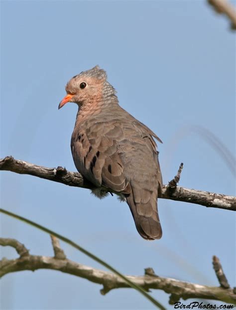 Common Ground Dove | BirdPhotos.com