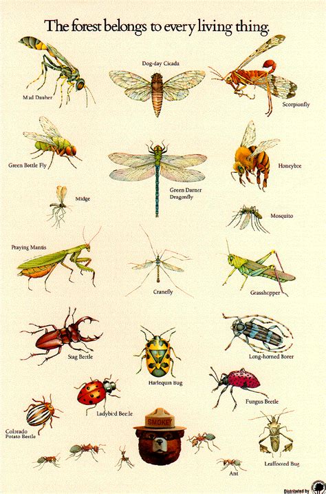 Insect identification poster from the U.S. Forestry Service. Insect ...