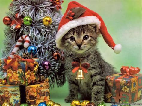 Christmas Kitten. - Cats Wallpaper (36711832) - Fanpop