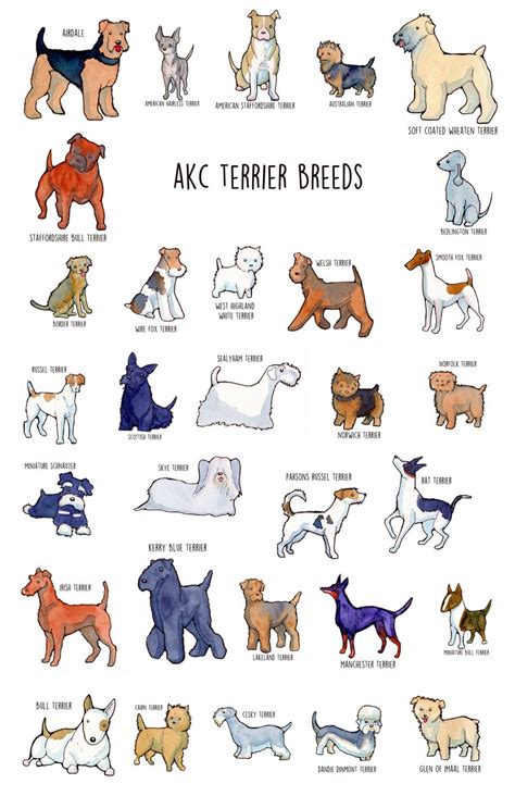 Poster of AKC Terrier Group - Etsy