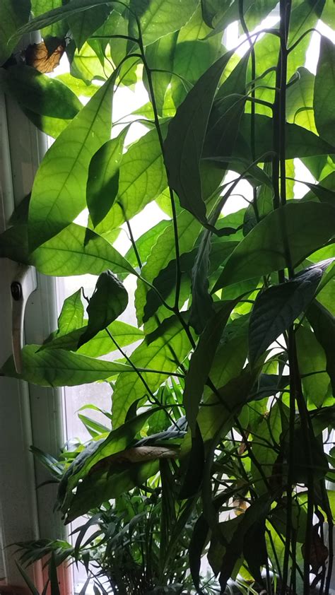 Here is a photo of some of my (indoor) avocado trees... : r/plants