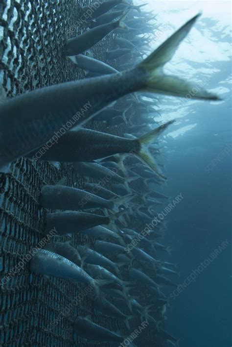 Sardinella fish in a fishing net - Stock Image - C010/9213 - Science ...