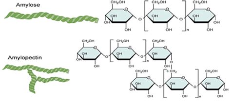 6 Starch amylose and amylopectin structure | Download Scientific Diagram