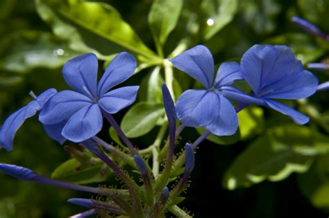 Indigo Flowers and Flower Buds | ClipPix ETC: Educational Photos for ...