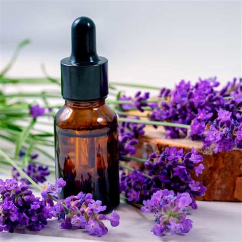 Lavender Oil, Organic | ubicaciondepersonas.cdmx.gob.mx