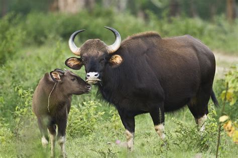 The Gaur (Indian Bison): Characteristics and Conservation Status