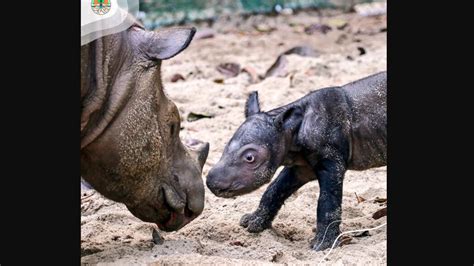 Sumatran rhino baby born in Indonesia park brings hope for its species ...