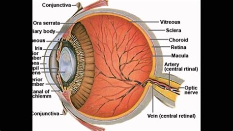 Sclera Anatomy