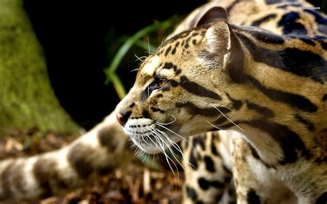 Ocelot Wallpaper - WallpaperSafari