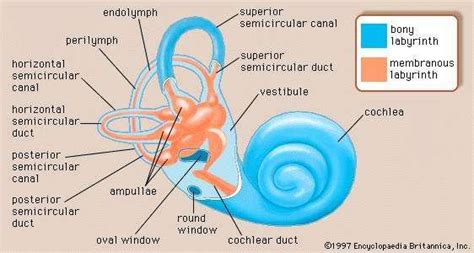 Bony labyrinth | anatomy | Britannica.com