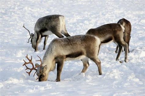 Facts About Reindeer | Live Science