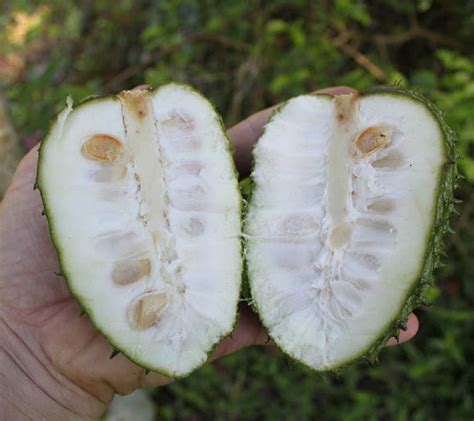 Polynesian Produce Stand : ~COROSSOL ZOMBIE~ FRUIT TREE Annona montana ...