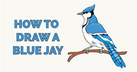 How to Draw a Blue Jay - Really Easy Drawing Tutorial