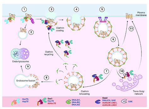 PM protein recycling/degradation by clathrin mediated endocytosis. In ...