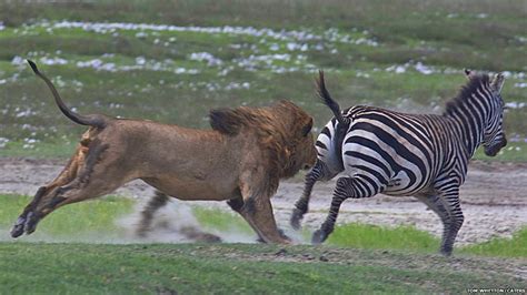 Dangerous Animal Attacks: lion attacking zebra