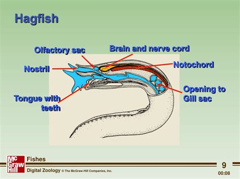 PPT - Fish: Taxonomy & Form and function of internal anatomy PowerPoint ...