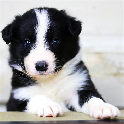 Border Collie Puppies : Beautiful Border Collie Puppies For Sale ONE ...