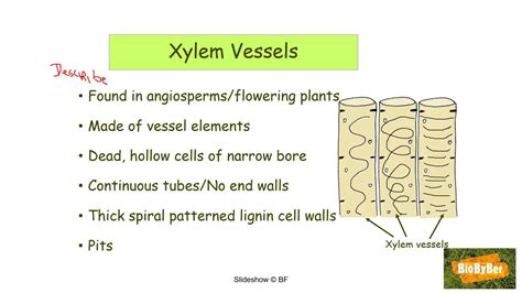 Function Of Xylem Vessels In Plants - Infoupdate.org