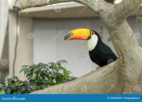 The Toco Toucan Eye Close Up Ramphastos Toco, Also Known As the Common ...