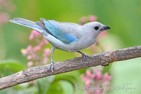 Costa Rican bird image of perched Blue-gray Tanager - Shetzers Photography