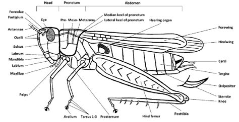 External anatomy of a grasshopper. Josef Tumbrinck | Download ...