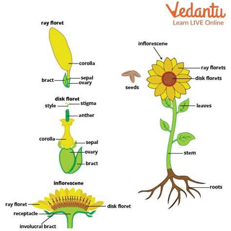 What is the Scientific Name of Sunflower