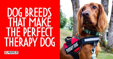 Dog Breeds That Make The Perfect Therapy Dog | Sit Means Sit Toledo